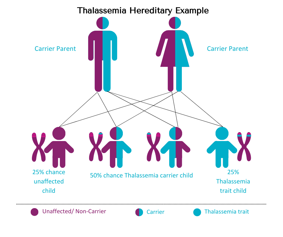How Thalassemia Inherited